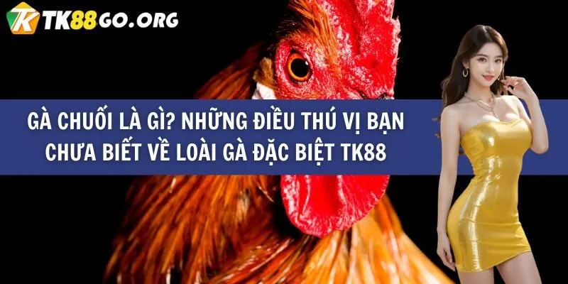 Những trò chơi nào phổ biến nhất trên các nền tảng giao dịch trò chơi thẻ bài cấp Vbo99? - Vbo99